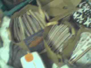 magazines ahoy